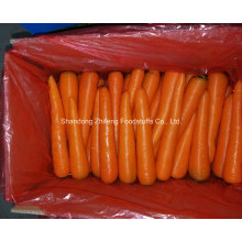 Fresh Red Carrot for Exporting